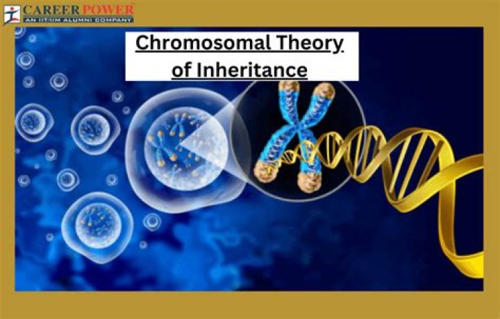 What are the main points of chromosomal theory of inheritance?