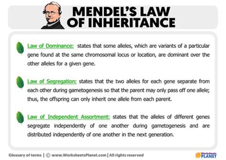 What are the Mendelian principles of heredity?