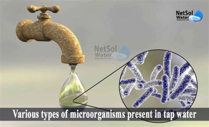 What are the most common bacteria found in water?