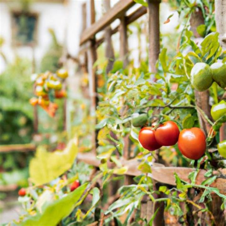 What are the most cost effective foods?