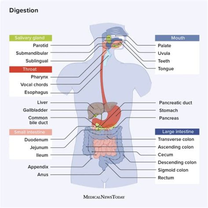 What are the muscles in the digestive system?