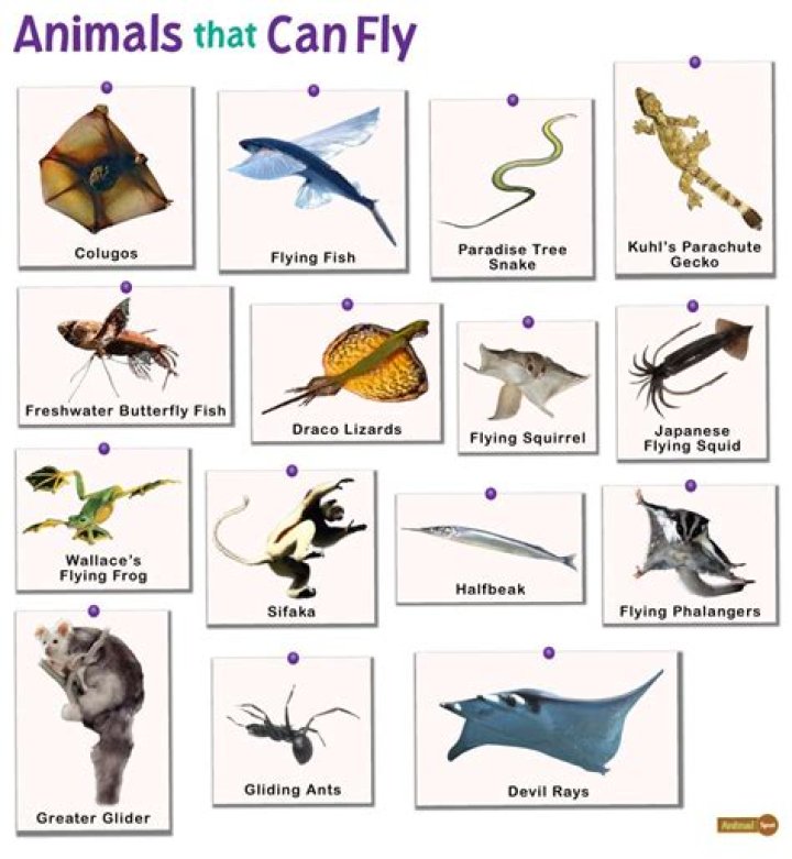 What are the names of the three animals that take over preparing the animals for rebellion?