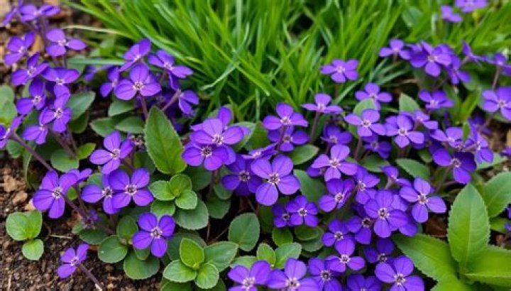What are the purple flowered weeds in my yard?
