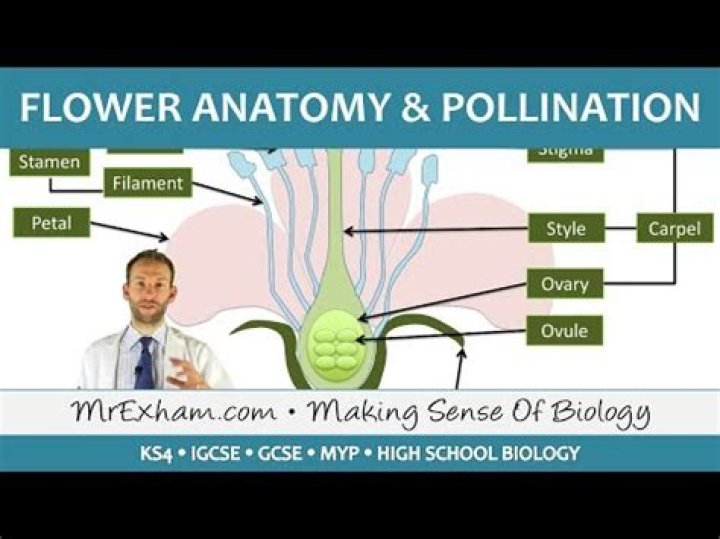 What are the reproductive structures and main characteristic of angiosperms?