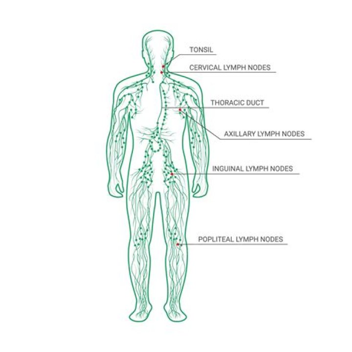 What are the six functions of the lymphatic system?