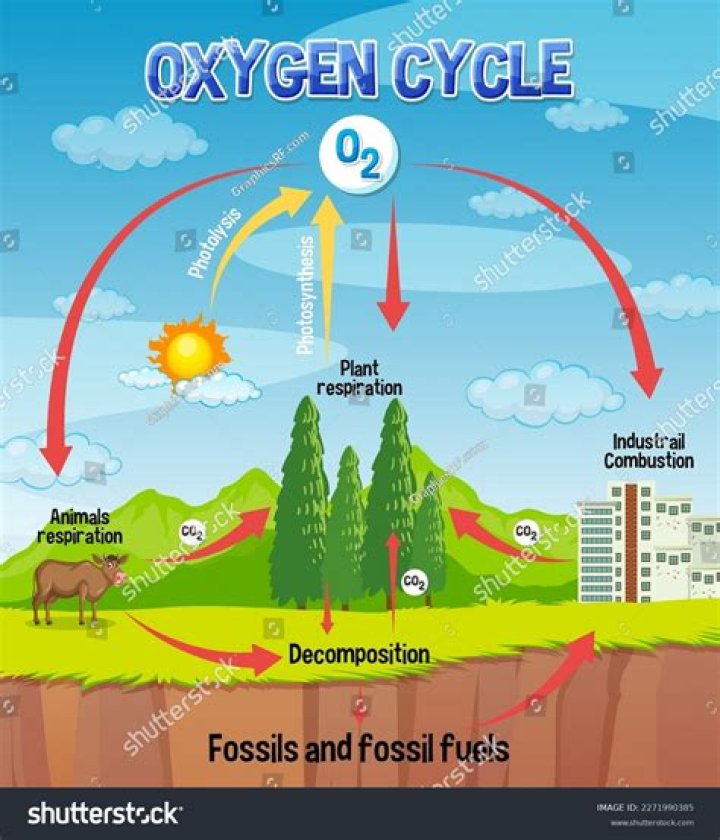What are the steps of the oxygen cycle?