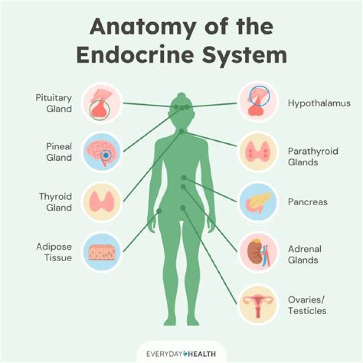What are the symptoms of endocrine disorders?