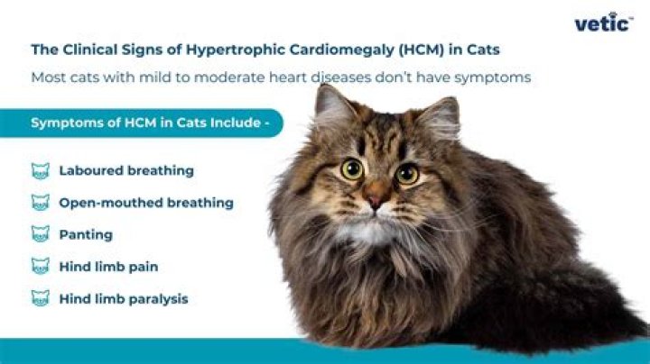 What are the symptoms of HCM in cats?