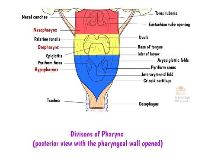 What are the three divisions of the spine?