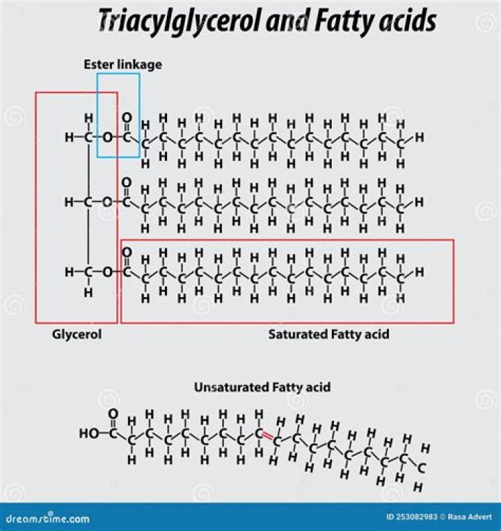What are the three fatty acids in triglycerides?
