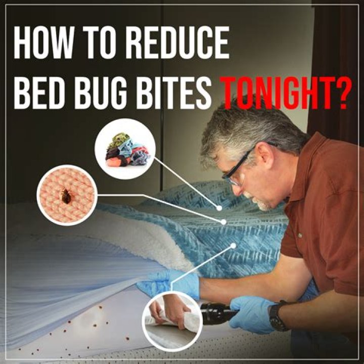 What are the three types of bed bugs Cimicidae that will feed on humans?