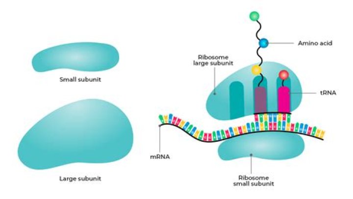 What are the two components that make up ribosomes?