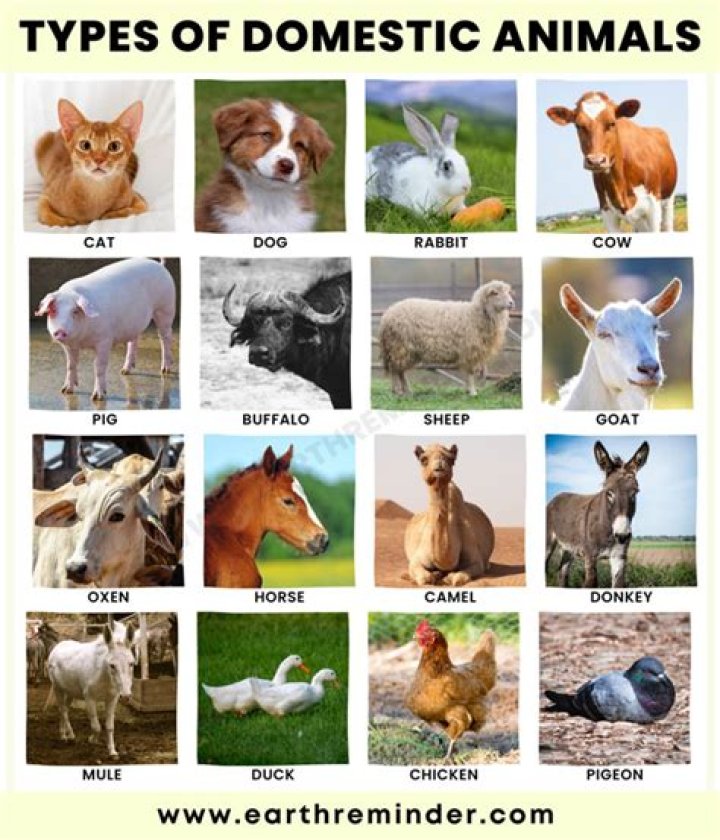 What are three examples of domesticated animals?