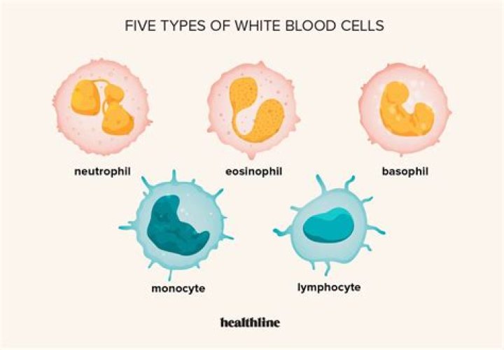 What are white blood cells made up of?