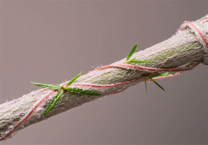 What are white fibrous tissue?