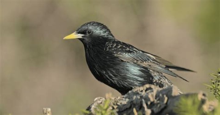 What bird has a yellow beak?