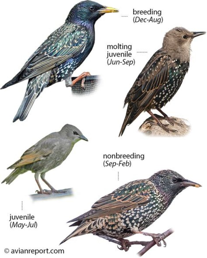 What birds are starlings afraid of?