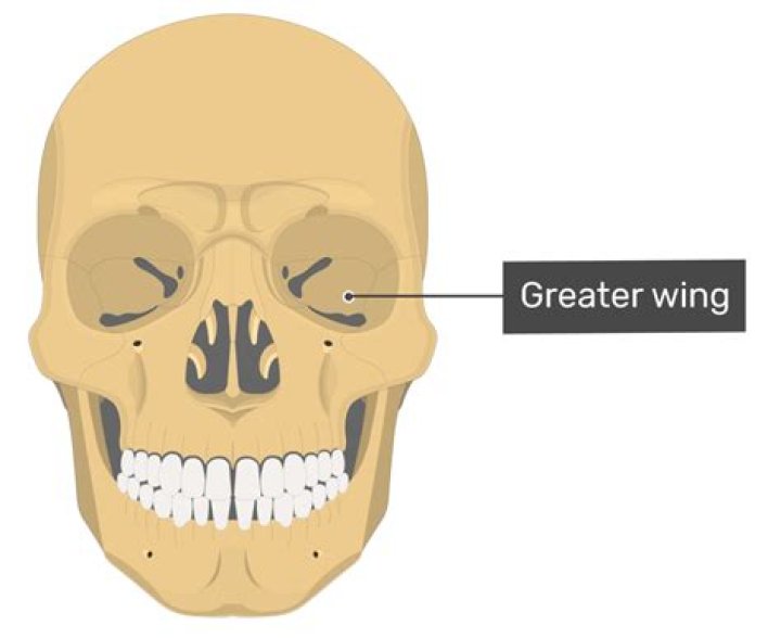 What bone has greater and lesser wings?