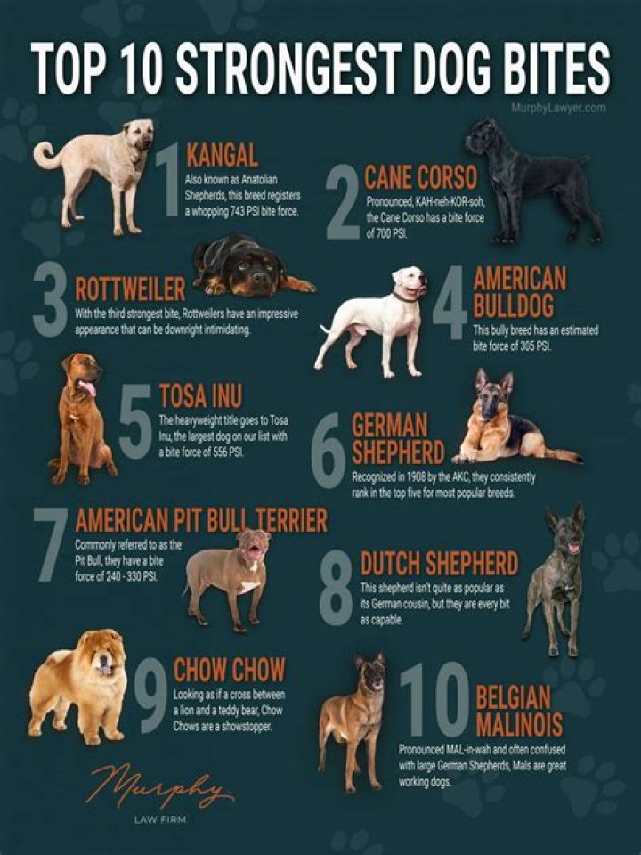 What breeds are designer dogs?