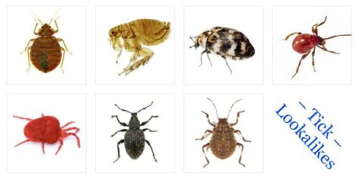 What bugs look like ticks?