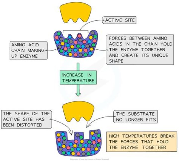 What can be used to determine the rate of enzyme catalyzed reactions?