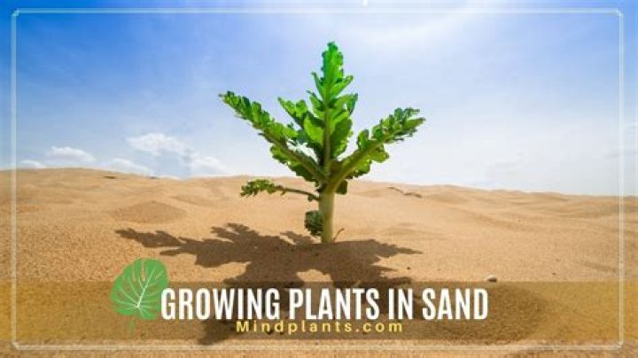 What can grow in dry land?