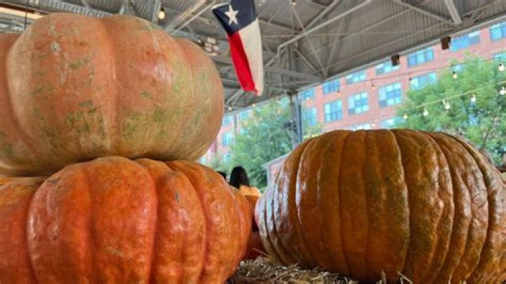 What can I plant in the fall in North Texas?
