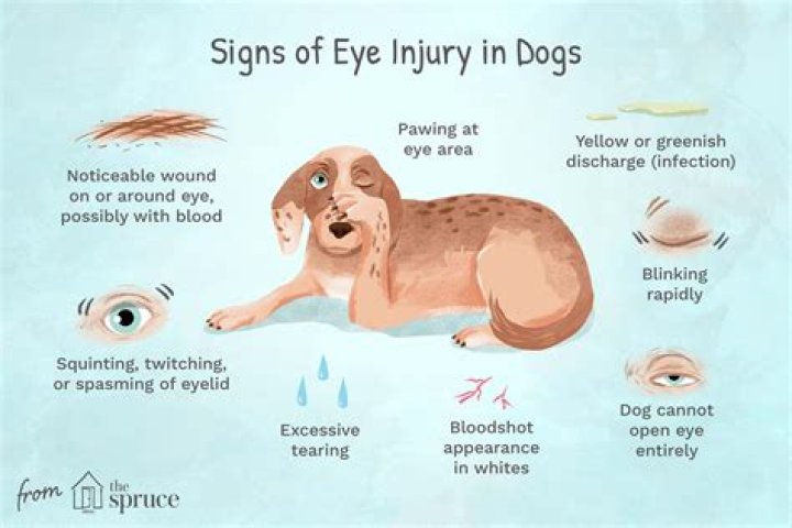 What can I put on my dogs sores?