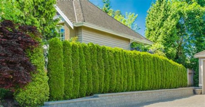 What can I put up instead of a fence?
