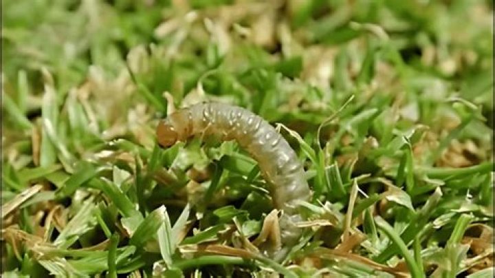 What can I use to kill sod webworms?