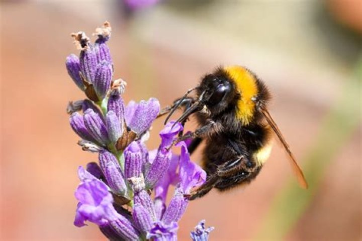What can kill bumblebees? | ContextResponse.com