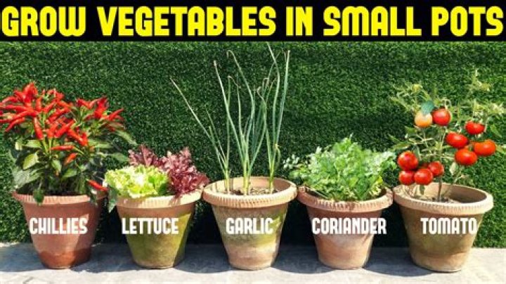 What can you grow in small pots?