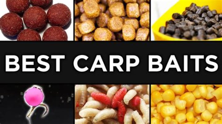 What can you use for carp bait?