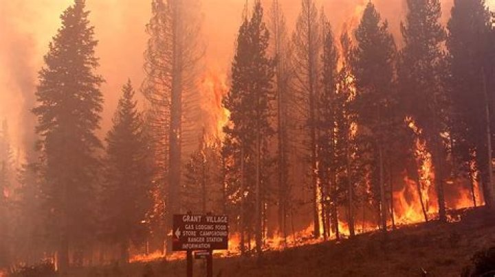 What caused the 1988 Yellowstone fire?