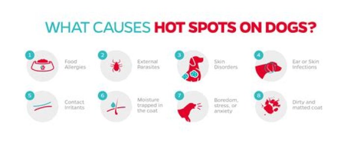 What causes a hot spot on a dog?