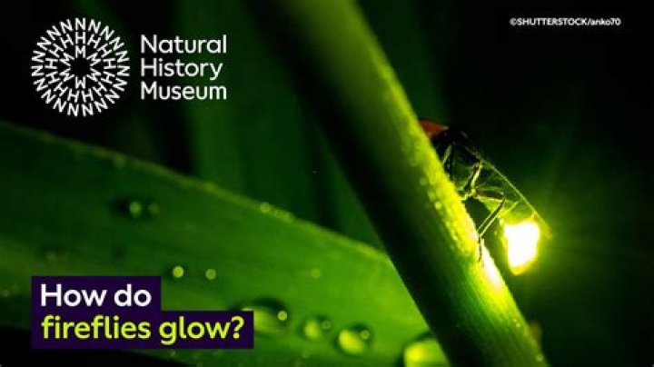 What causes fireflies to glow?