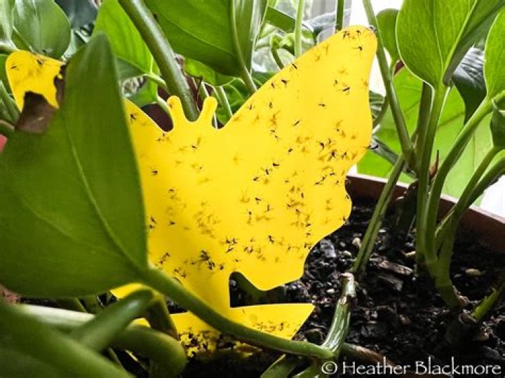 What causes fungus gnats?