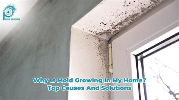 What causes Mould growth? | ContextResponse.com