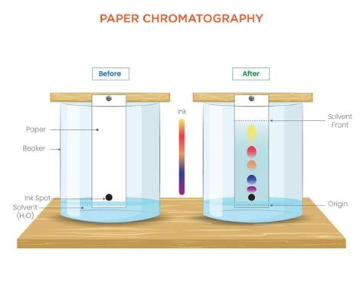 What causes pigments to separate on chromatography paper?