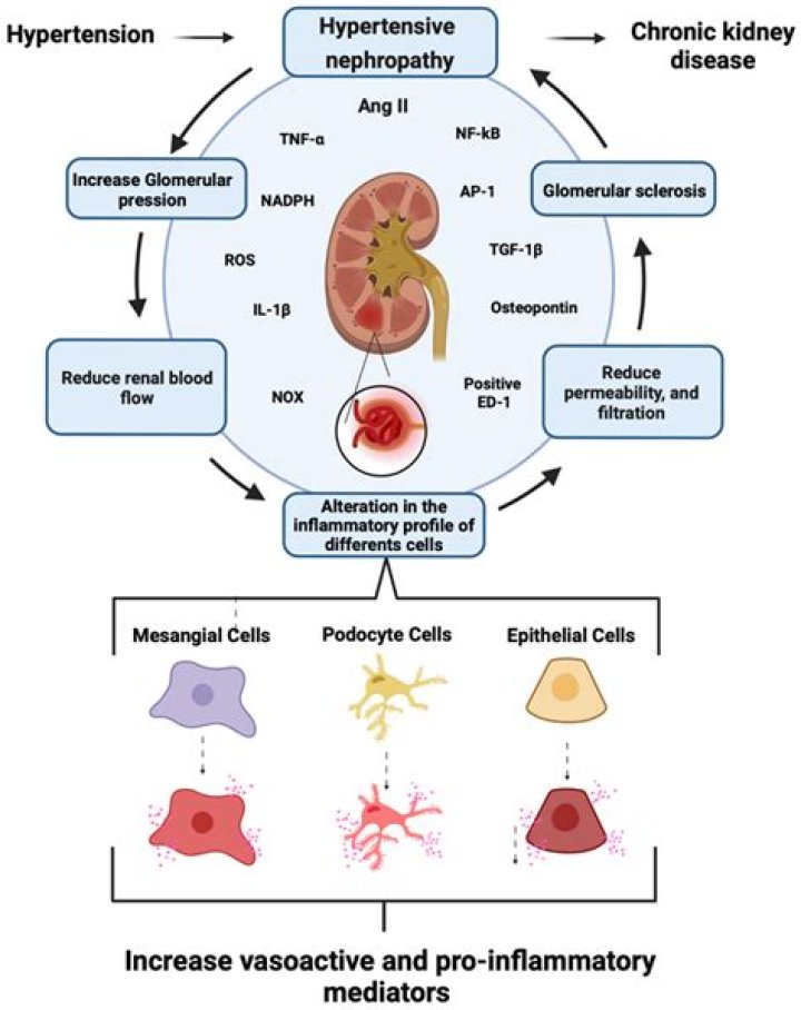 What causes renal deficiency? | ContextResponse.com