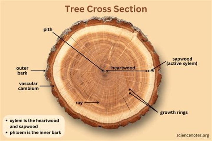 What causes trees to rot on the inside?