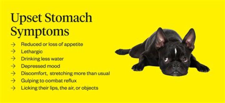 What causes upset stomach in dogs?