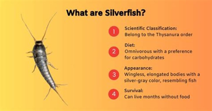 What causes you to get silverfish in your house?