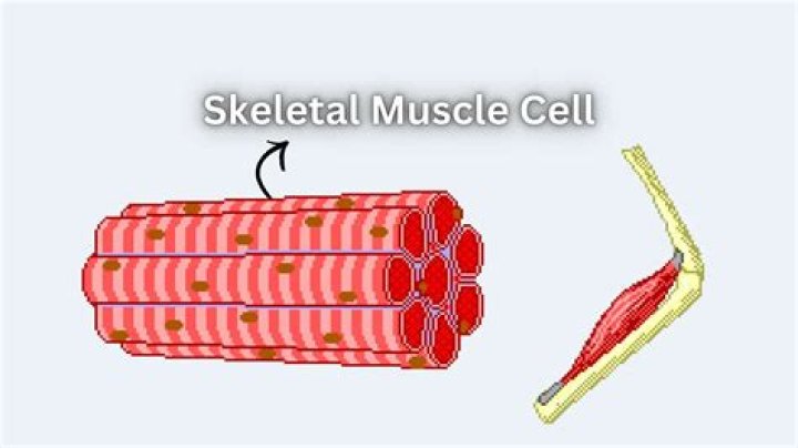 What cells are in skeletal muscle?