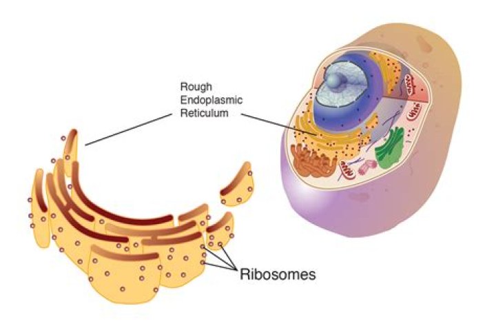 What cells have a lot of ribosomes?