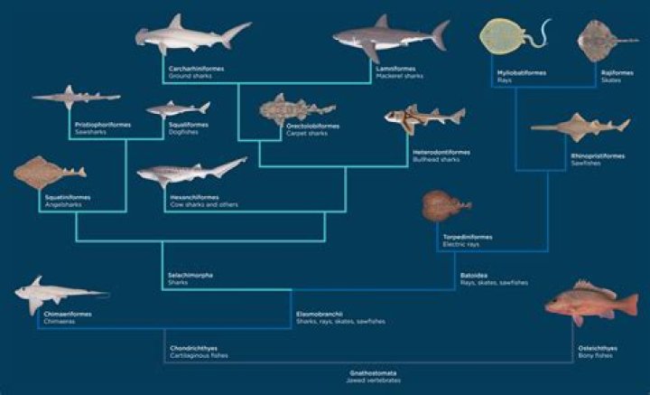 What classification is a shark?