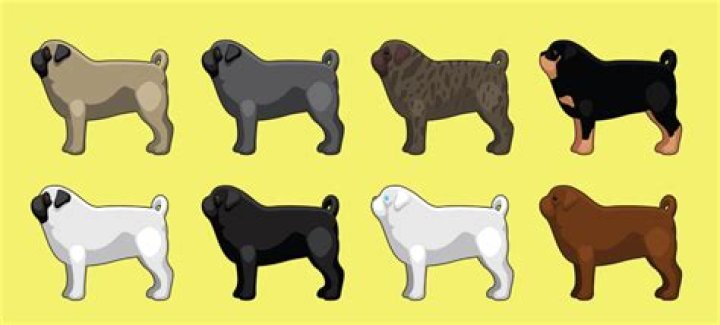 What color are most pugs?