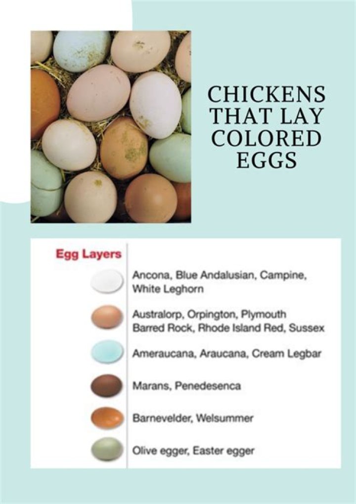 What color eggs do Amber Link chickens lay?