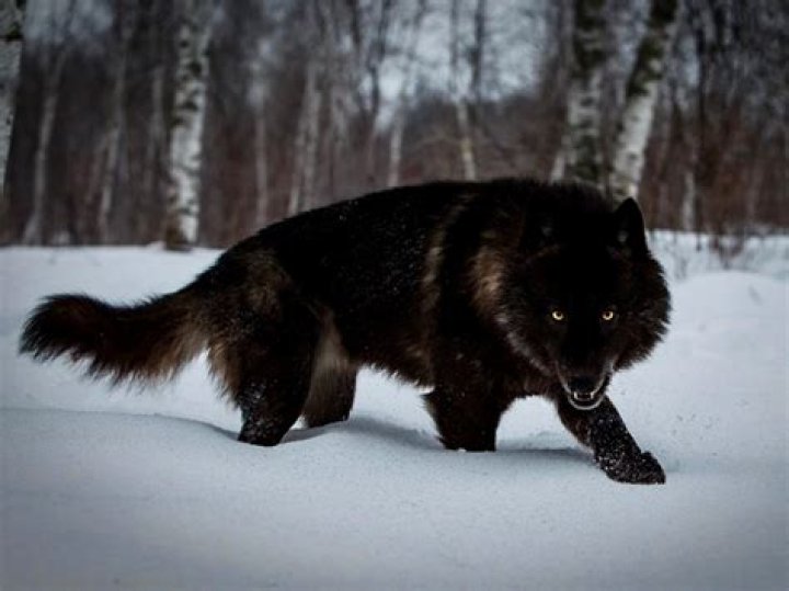 What color is a timber wolf?