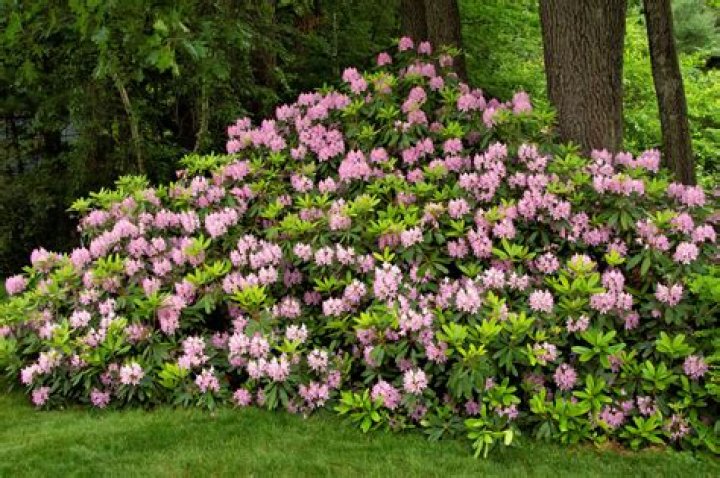 What colors are rhododendron? | ContextResponse.com